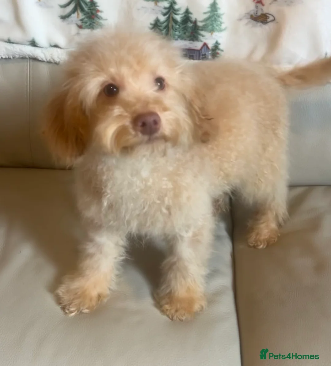 Miniature Poodle dogs for sale: Miniature poodle puppy - Advert 4