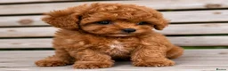 Toy Poodle dogs for sale: 🧝🏼‍♀️🦋✨ Stunning Red Asian Poodle girl, UK  - Advert 8