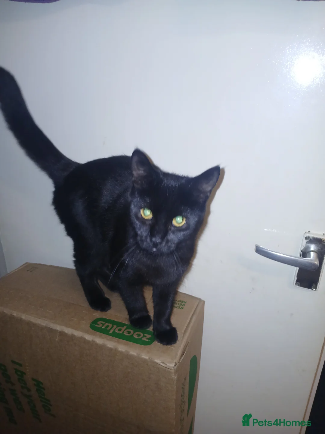 Mixed Breed cats for sale: Mixed breed - Advert 2