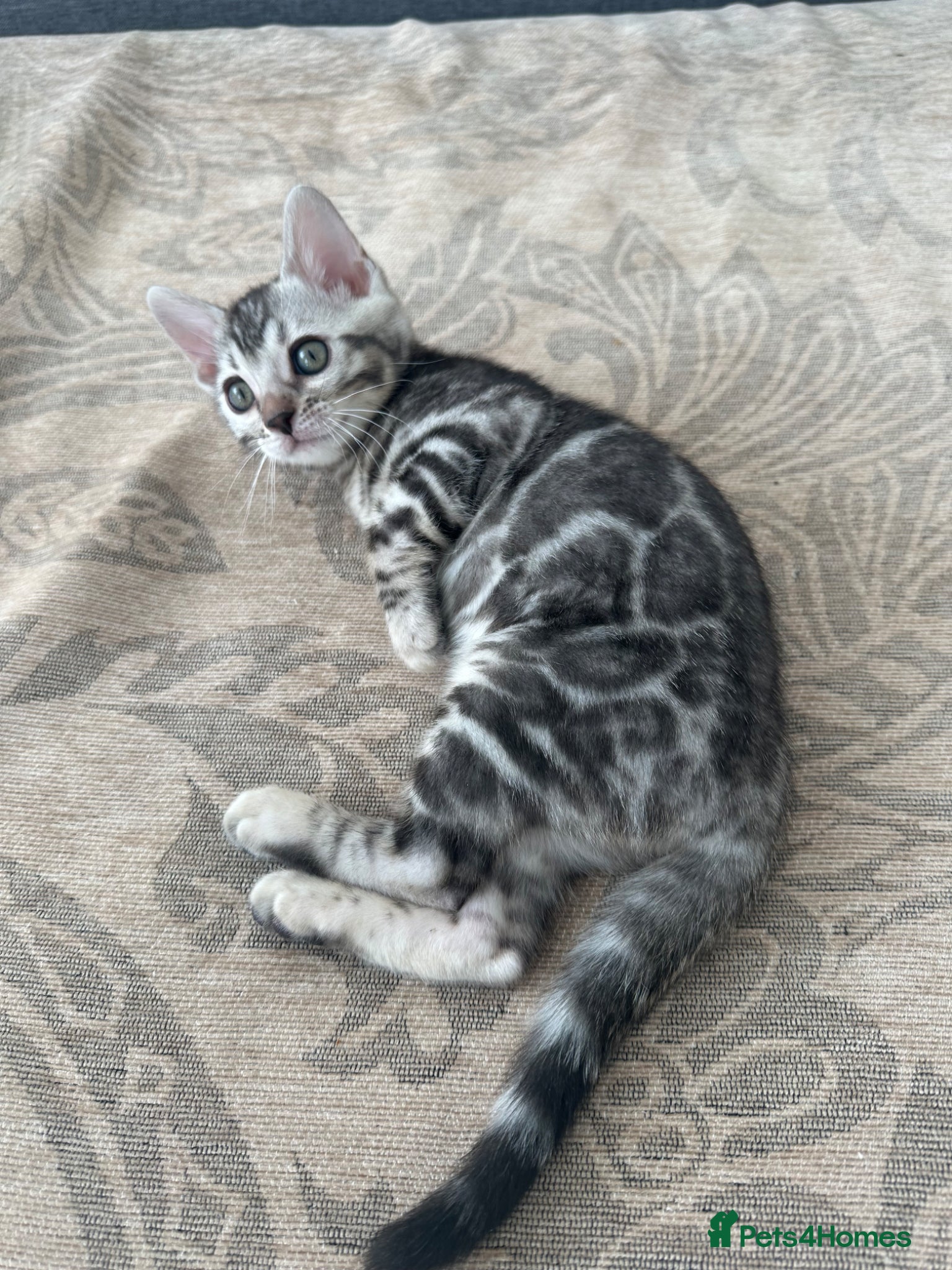 Bengal cats for sale: Bengal kittens for sale in Saffron Walden - Advert 1