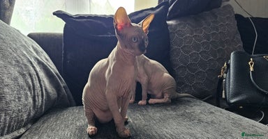 Sphynx cats - Advert 2