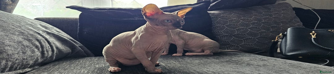 Sphynx Kitten 3