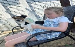 Jack Russell dogs for sale: 2yr old JRT **PLEASE read description** - Image 13