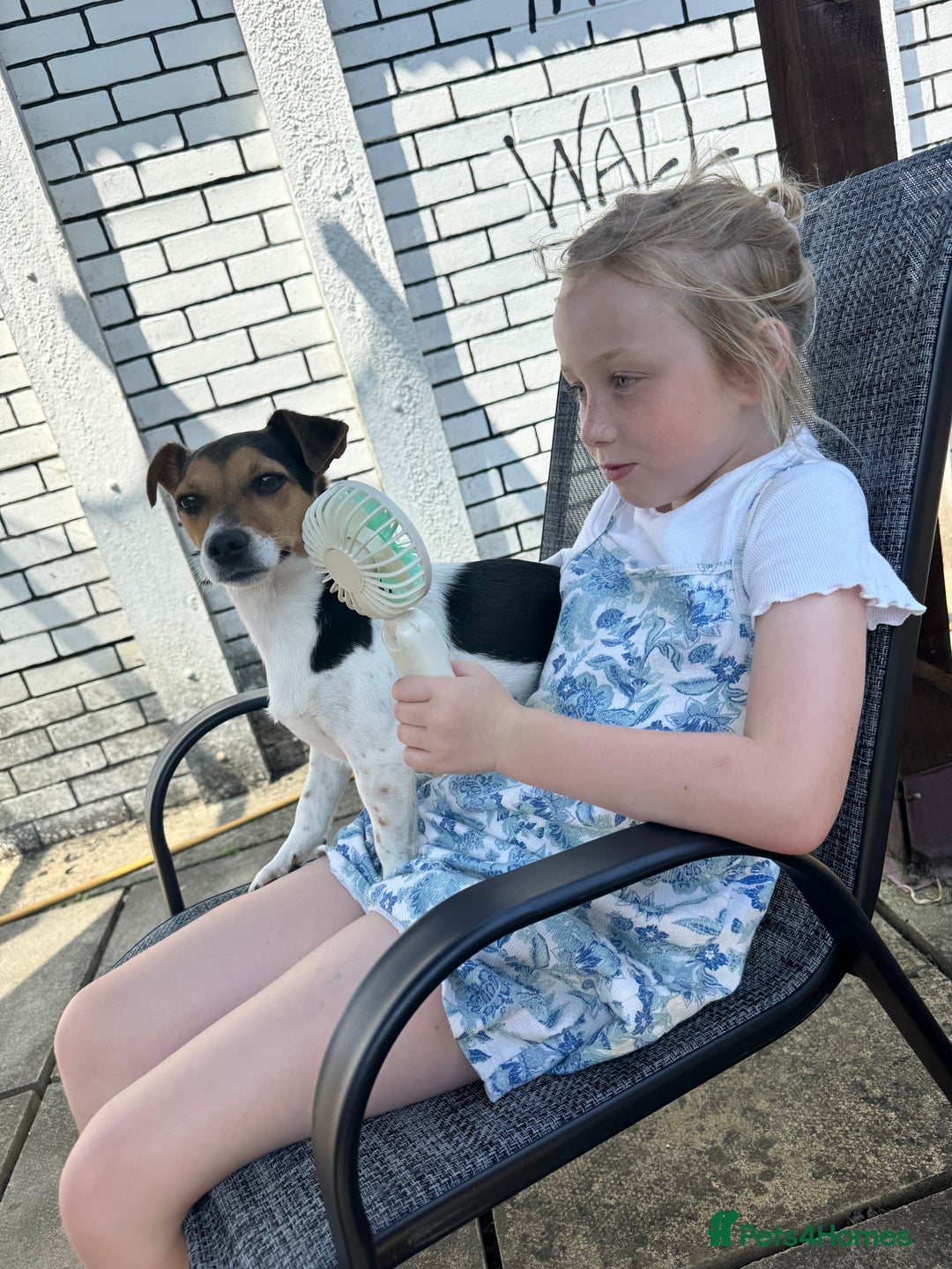 Jack Russell dogs for sale: 2yr old JRT **PLEASE read description** - Image 13
