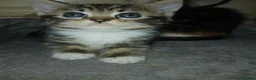 Mixed Breed cats for sale: 5 Beautiful kittens for sale - Advert 2