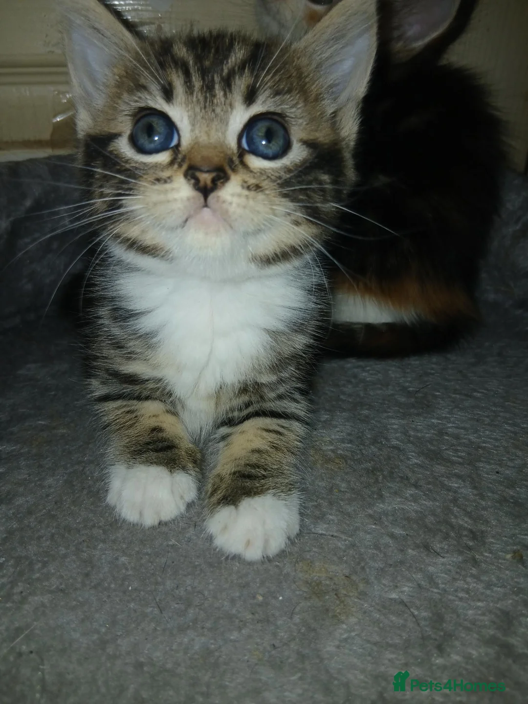 Mixed Breed cats for sale: 5 Beautiful kittens for sale - Advert 2