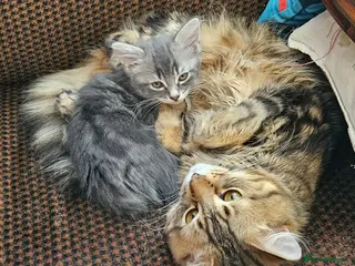 Mixed Breed cats Little cute kittens with big personality 😍 - Advert 9