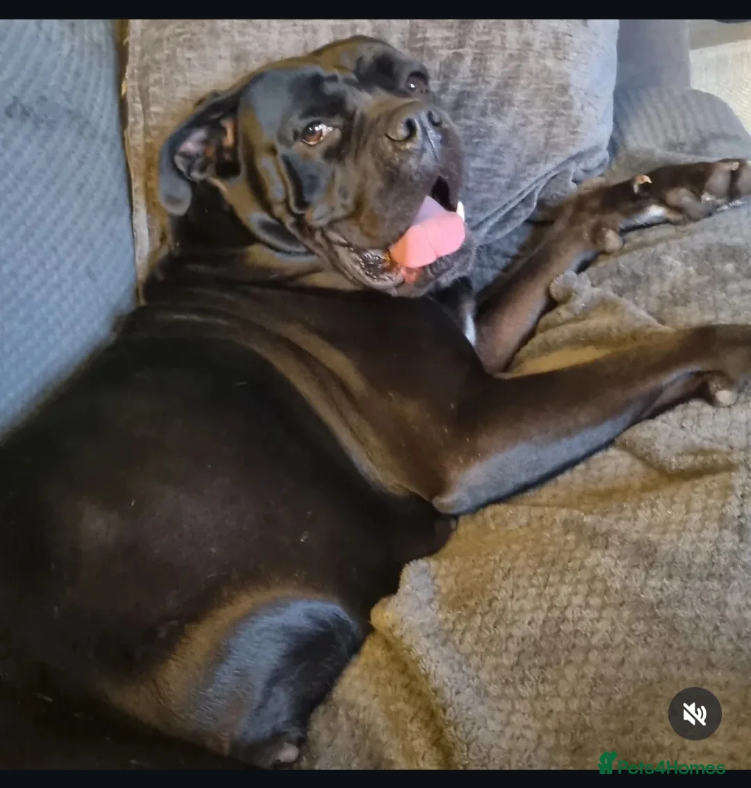 Cane Corso dogs for sale: Top quality cane corso pups in Carlisle - Advert 1