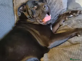 Cane Corso dogs Top quality cane corso pups in Carlisle - Advert 16