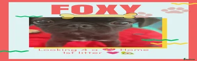 Foxy boy