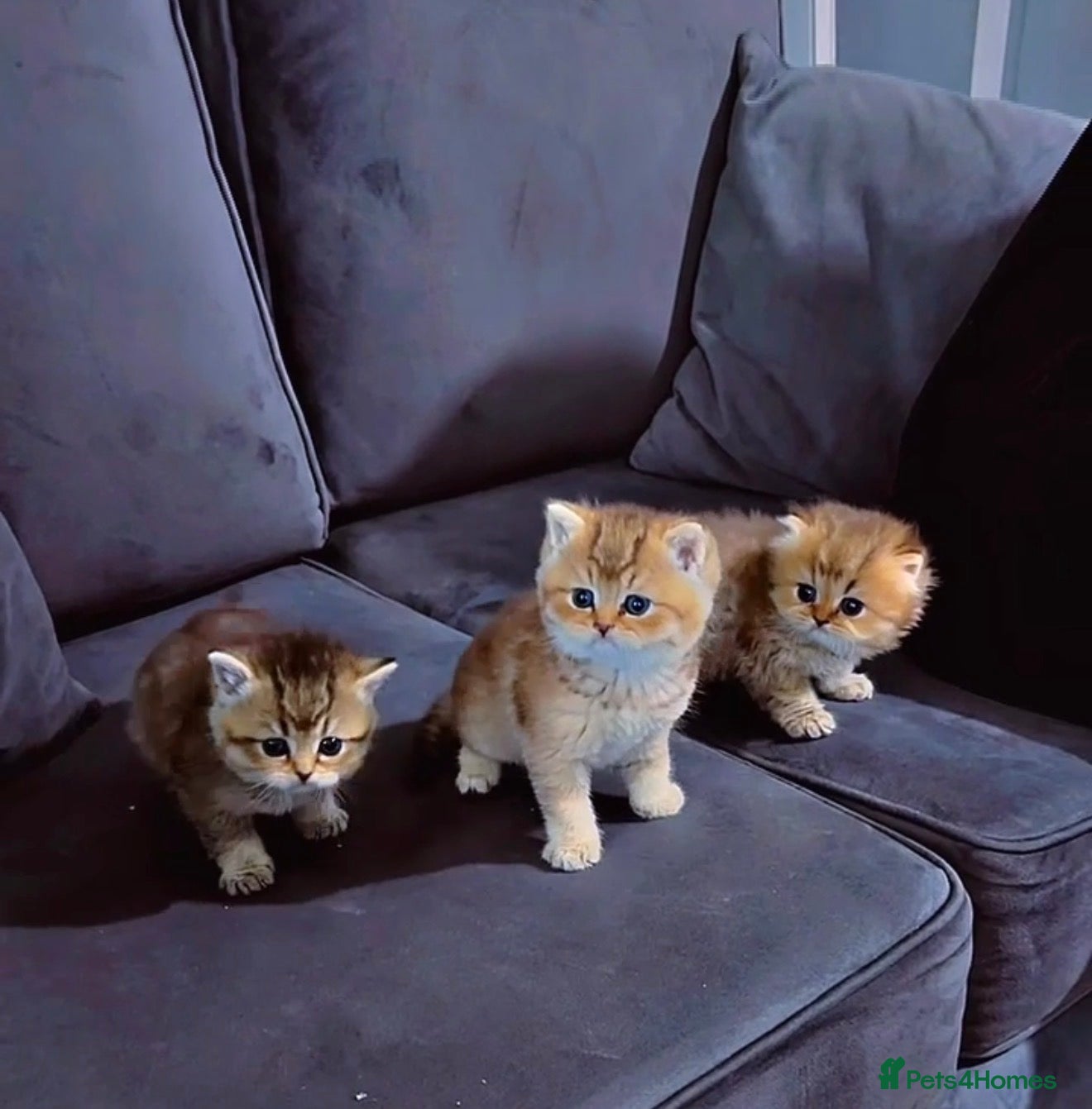 British Shorthair cats Rare black golden shaded - Advert 2