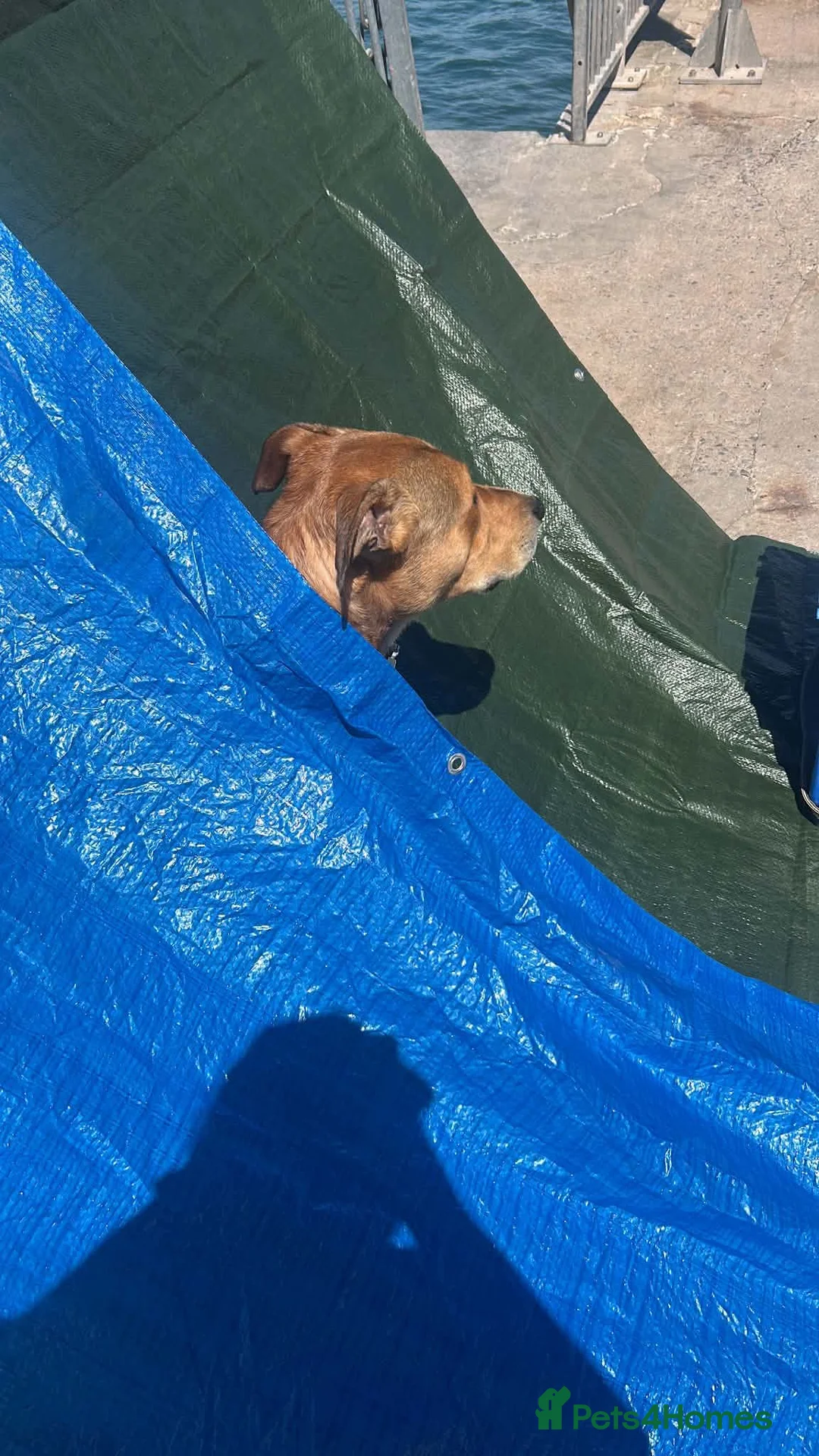 Mixed Breed dogs for sale: Alfie- Mixed Breed Puppy 1yr 5months old - Advert 19