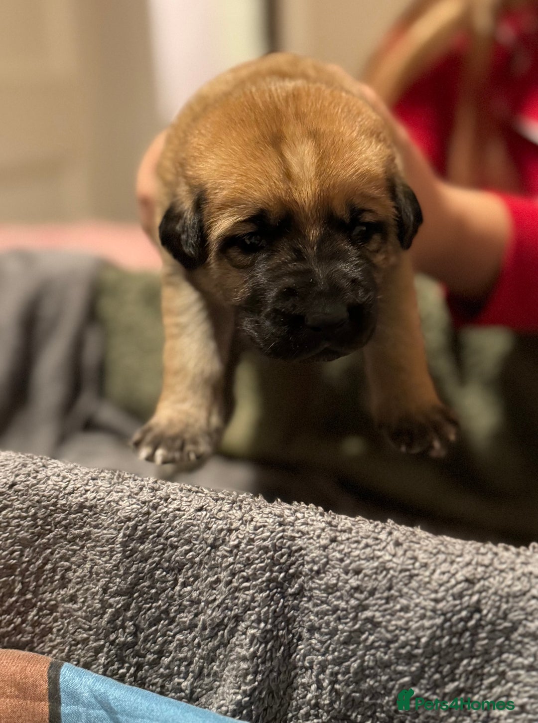 Mixed Breed dogs for sale: German shepherd, Labrador mix puppies for sale  - Advert 1