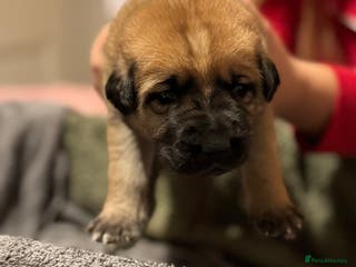Mixed Breed dogs German shepherd, Labrador mix puppies for sale - Advert 5