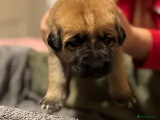 Mixed Breed dogs German shepherd, Labrador mix puppies for sale - Advert 12