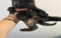 Scottish Fold cats for sale: Scottish fold X kittens for sale - Image 2