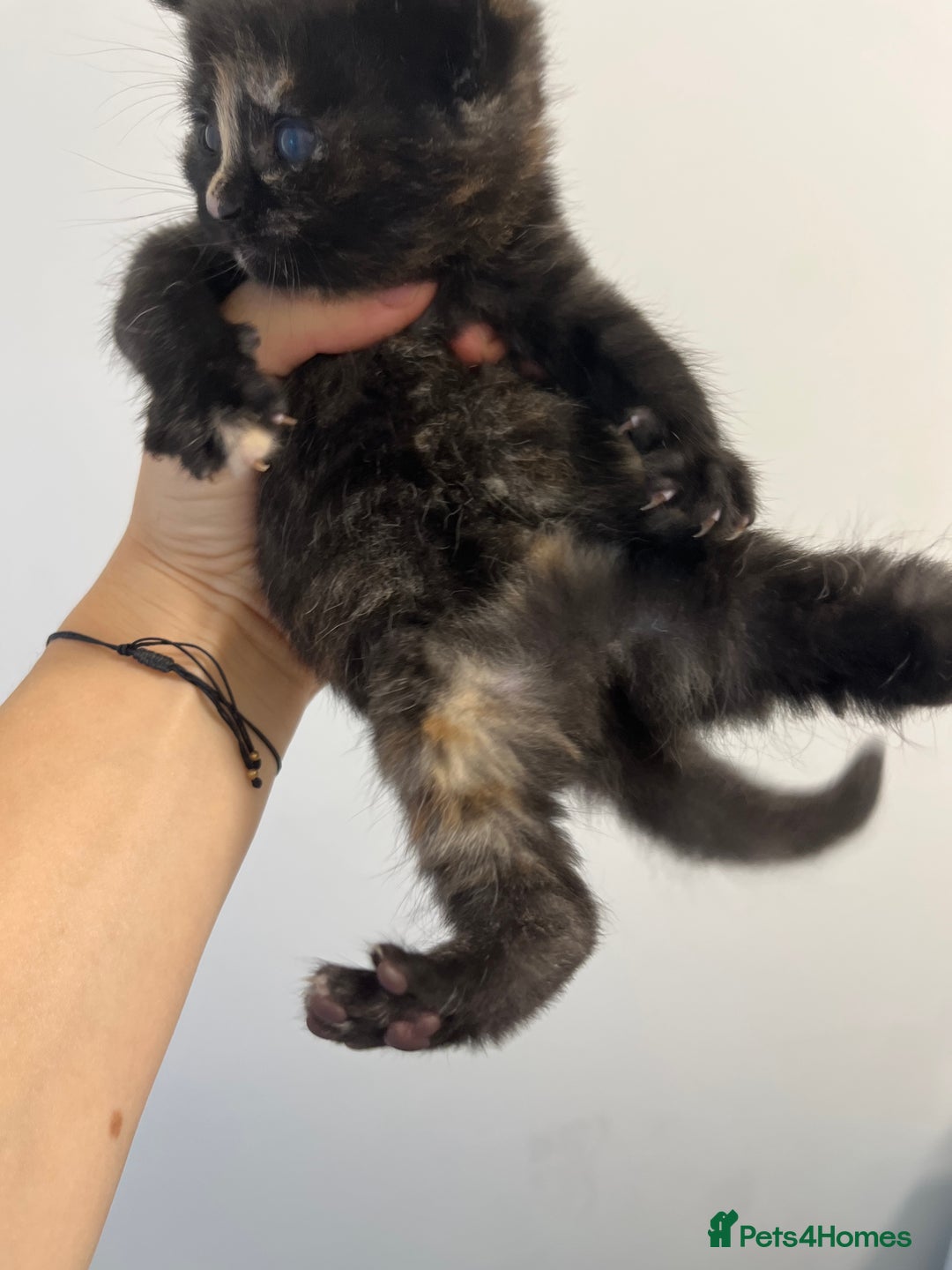 Scottish Fold cats for sale: Scottish fold X kittens for sale - Image 2