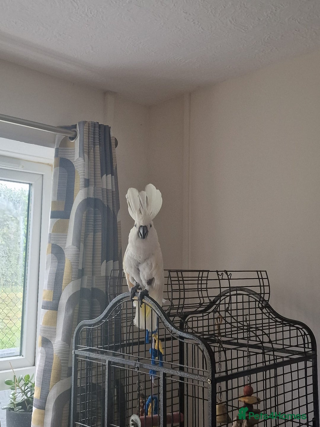 Cockatoo birds for sale: 14 year old beautiful female umbrella cockatoo - Image 6