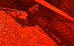 Chickens poultry for sale: 2 Aseel chicks and 2 Easteregger cockerel for sale - Advert 2