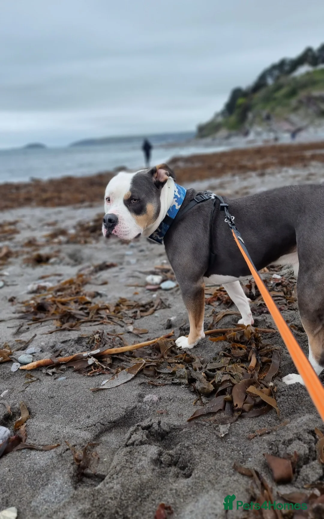 American Bully dogs for sale: Male American bully in Plymouth - Advert 6