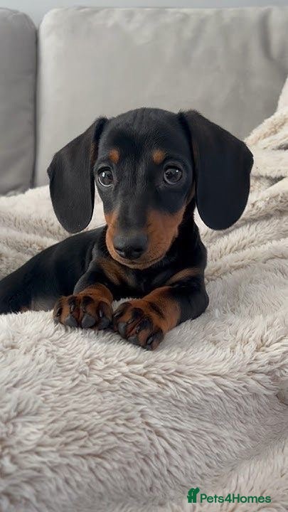 Miniature Dachshund dogs Adorable Miniature Dachshund - Advert 2