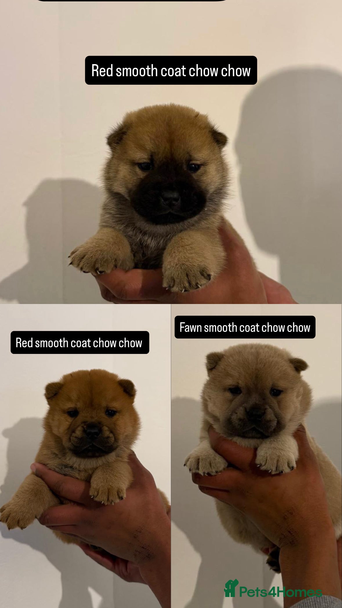 Chow Chow dogs 3 beautiful chow chows available. - Advert 1
