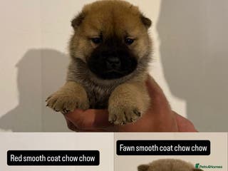Chow Chow dogs 3 beautiful chow chows available. - Advert 1