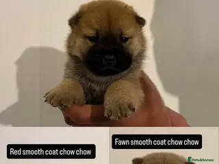 Chow Chow dogs 3 beautiful chow chows available. - Advert 2