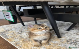 Scottish Fold cats for sale: ✨ Gorgeous Playful Kittens Ready Now ✨ - Image 7