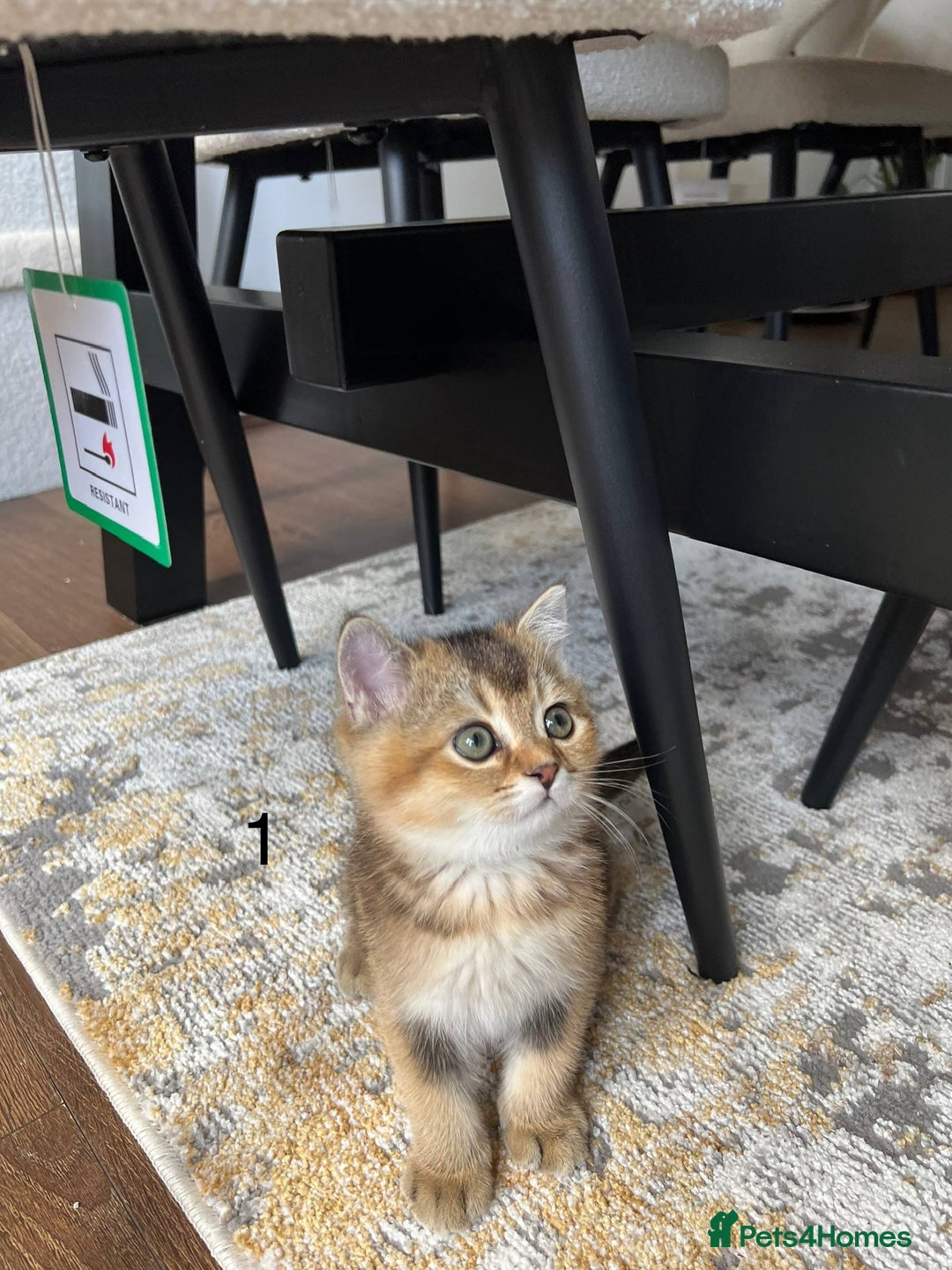 Scottish Fold cats for sale: ✨ Gorgeous Playful Kittens Ready Now ✨ - Image 7