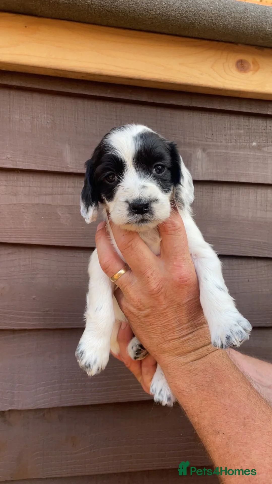 Cocker Spaniel dogs for sale:  Stunning KC registered working cocker pups - Advert 15