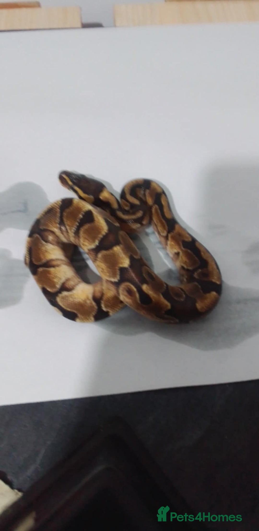Python Snake reptiles for sale: Ball pythons for sale  - Advert 8