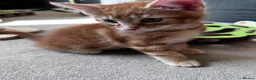 Mixed Breed cats for sale: Amiable bengal&tabby mixed kittens - Advert 14