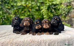 Cocker Spaniel dogs for sale: Black Tan and Chocolate Tan Show Cocker Spaniels  - Image 1