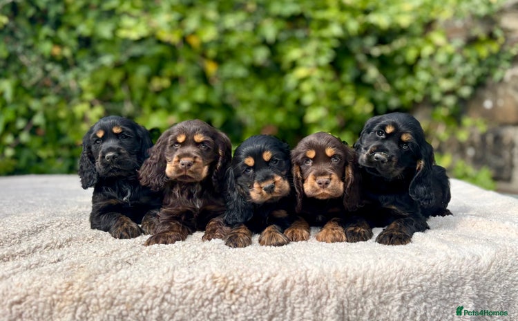 Cocker Spaniel dogs - Advert 5