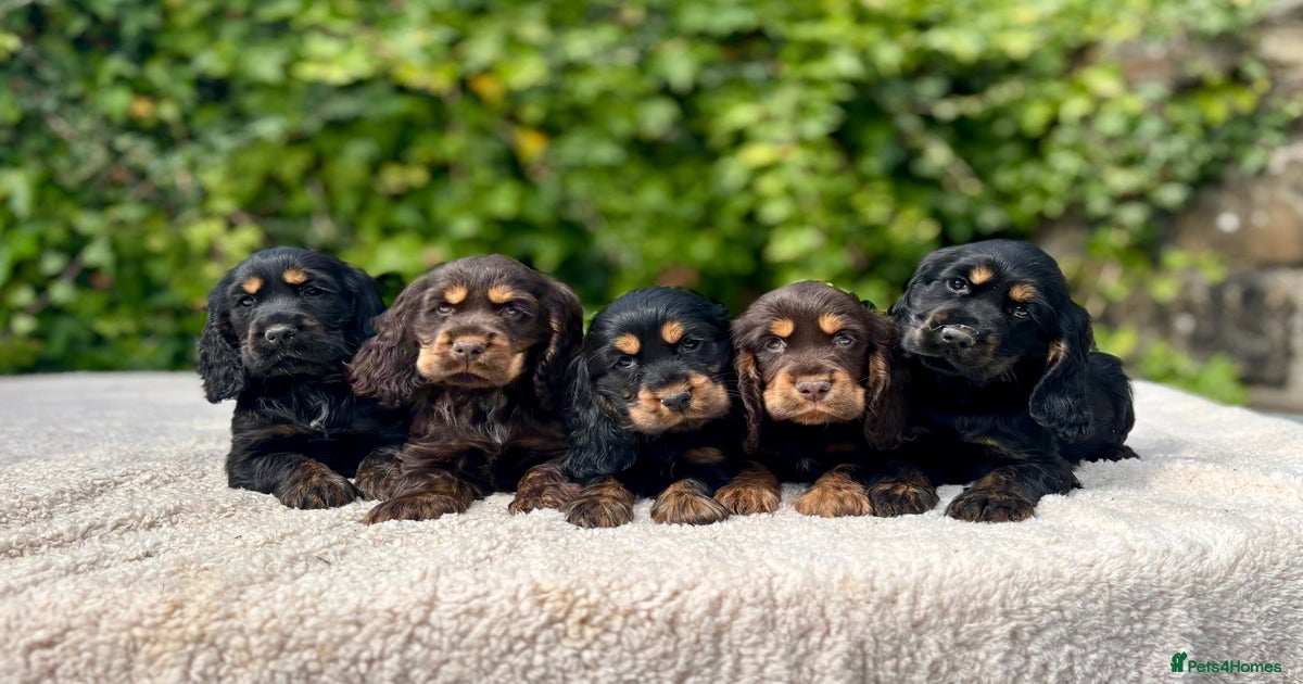 Black And Brown Cockerspaniel Black Tan And Chocolate Tan Show
