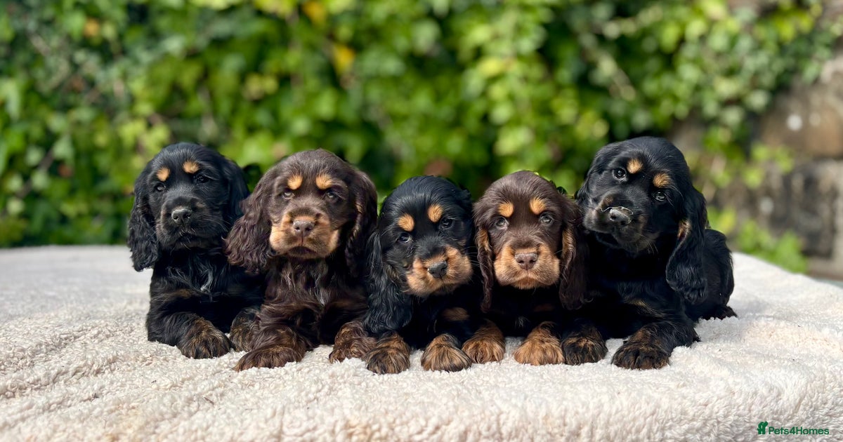 Black And Brown Cockerspaniel Black Tan And Chocolate Tan Show