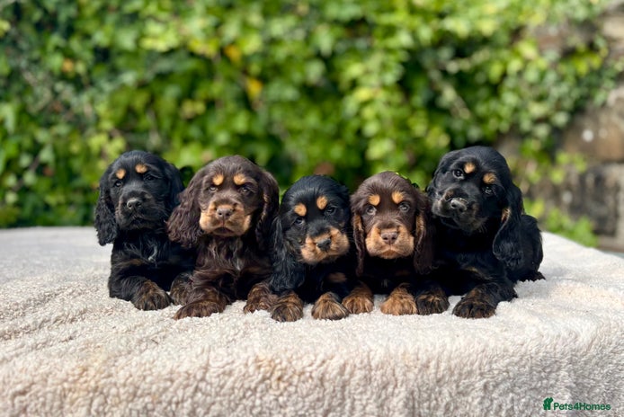 Cocker Spaniel dogs - Advert 5