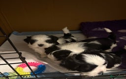 Lhasa Apso dogs for stud: KC registered PRA4 clear Lhasa apso for stud in Northampton - Image 14
