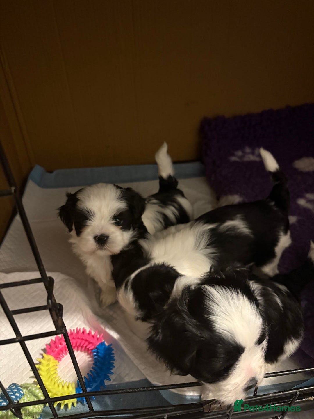 Lhasa Apso dogs for stud: KC registered PRA4 clear Lhasa apso for stud in Northampton - Image 14