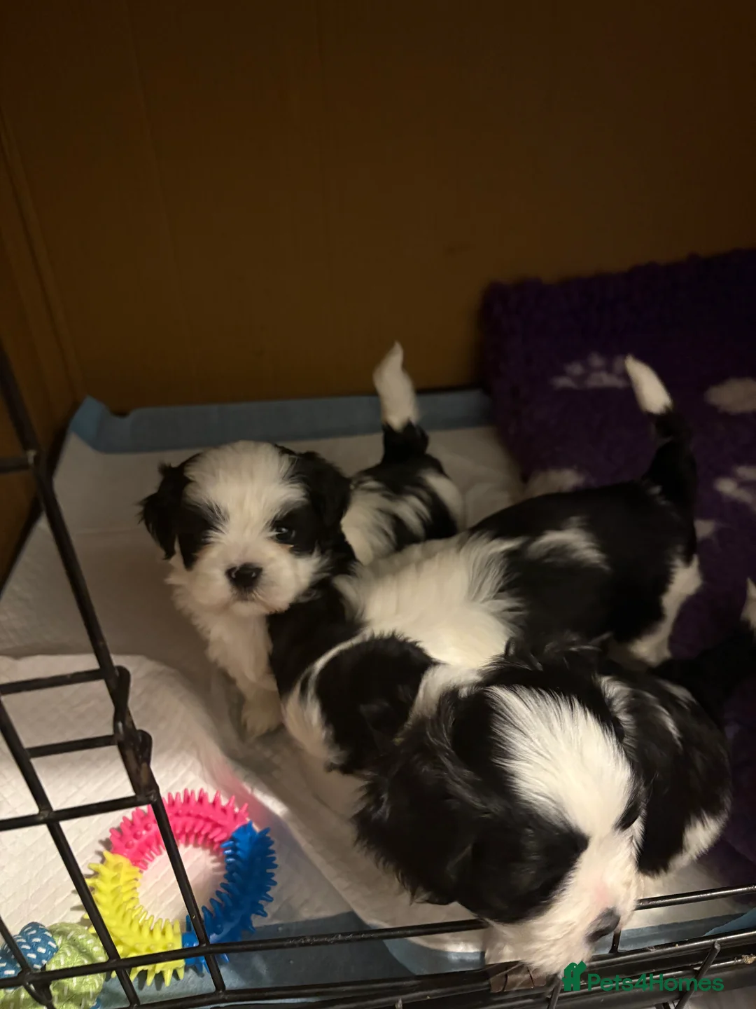Lhasa Apso dogs for stud: KC registered PRA4 clear Lhasa apso for stud in Northampton - Advert 14