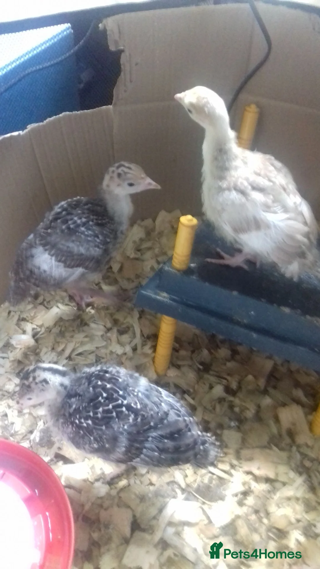 Turkeys poultry for sale: NORFOLK BRONZE TURKEY POULTS in Bolton - Advert 3