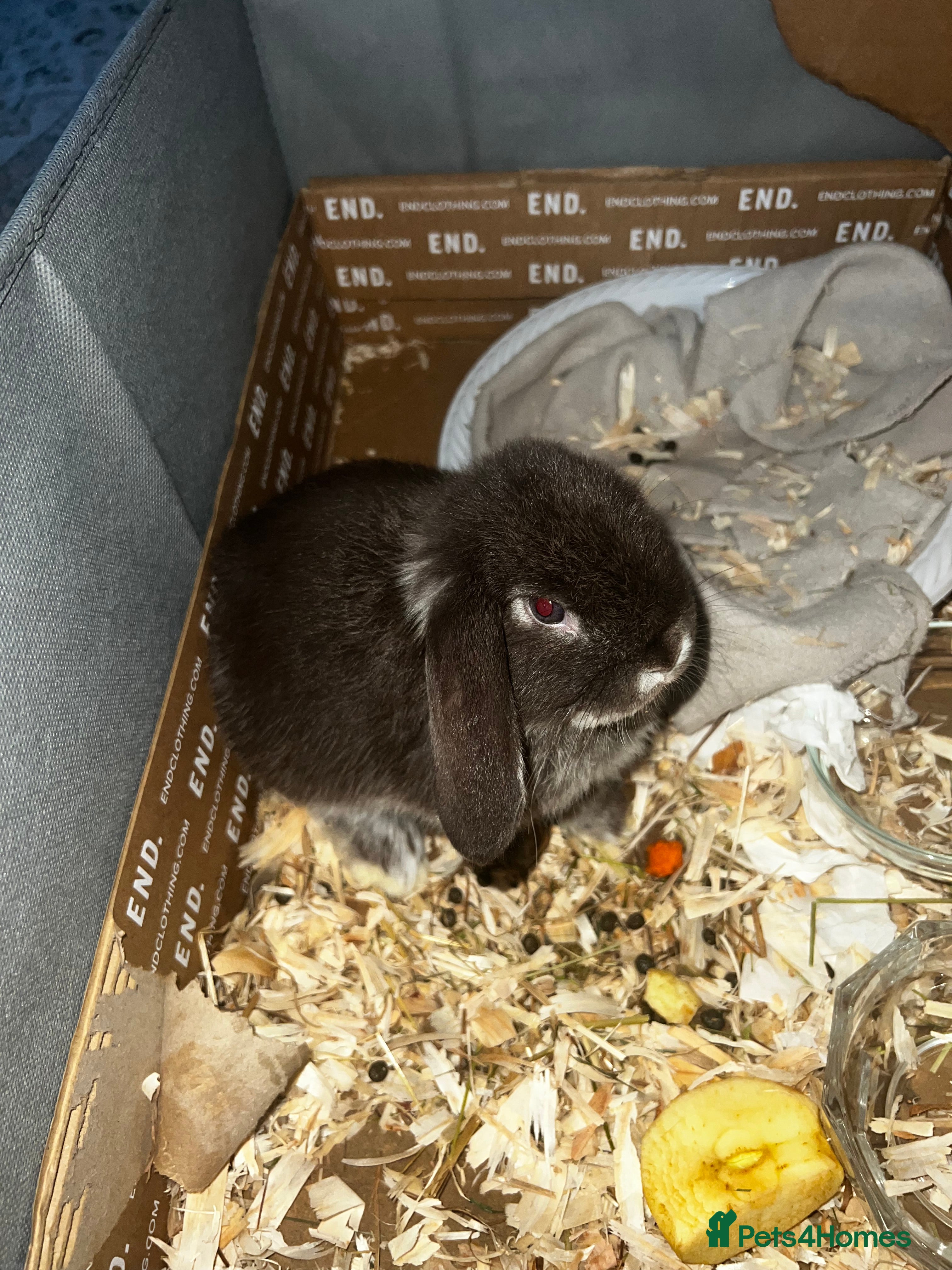 Mini Lop rabbits Baby girl mini lop - Advert 9