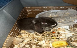 Mini Lop rabbits for sale: Baby girl mini lop - Advert 1