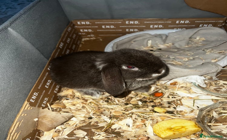 Mini Lop rabbits Baby girl mini lop - Advert 2