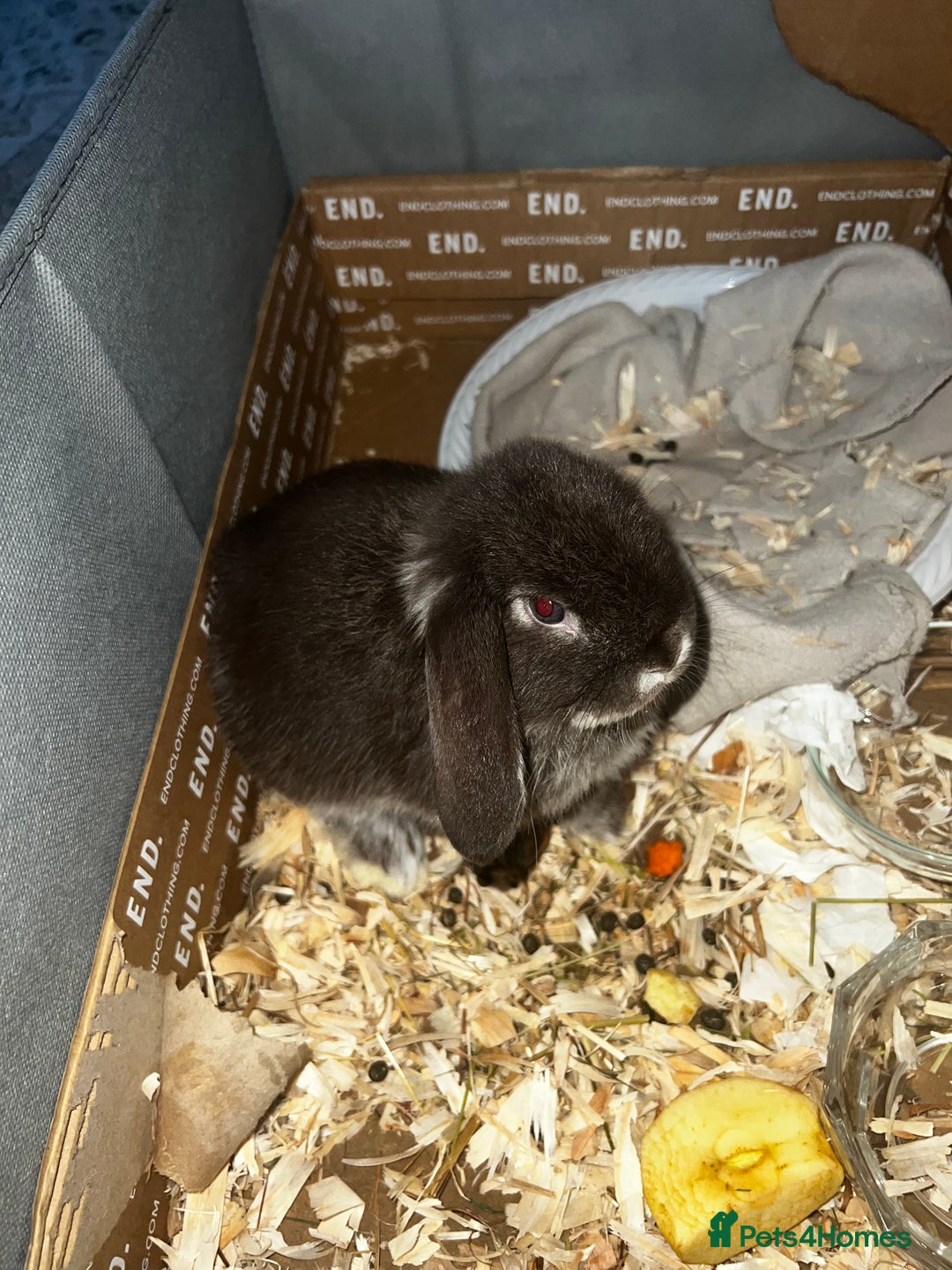 Mini Lop rabbits for sale: Baby girl mini lop - Advert 1