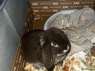 Mini Lop rabbits Baby girl mini lop - Advert 20