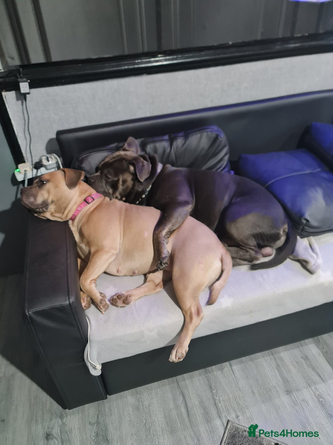 Mixed Breed dogs for sale: 2 Frenchy mix - Advert 2