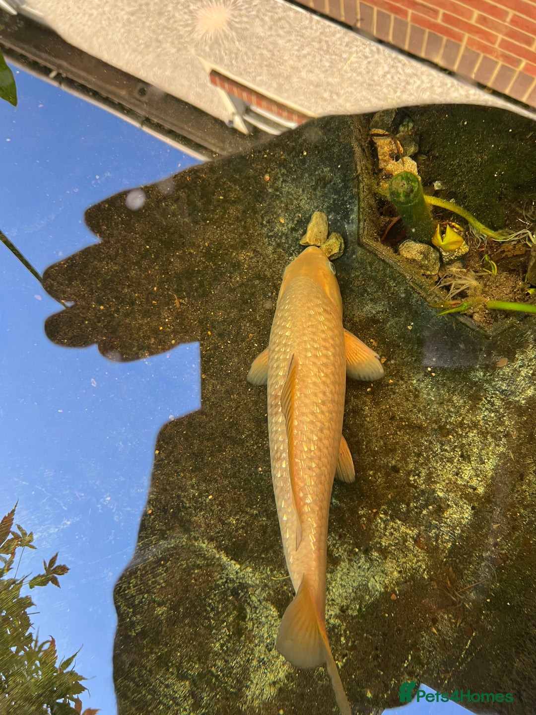 Koi Carp fish for sale: 2 koi Carp for sale  - Image 9