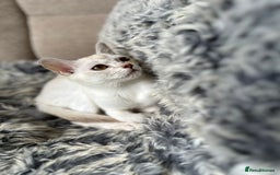 Asian cats for sale: GCCF reg Pedigree Kittens  - Image 12